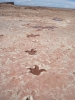 PICTURES/Dinosaur Tracks/t_Tracks1.jpg